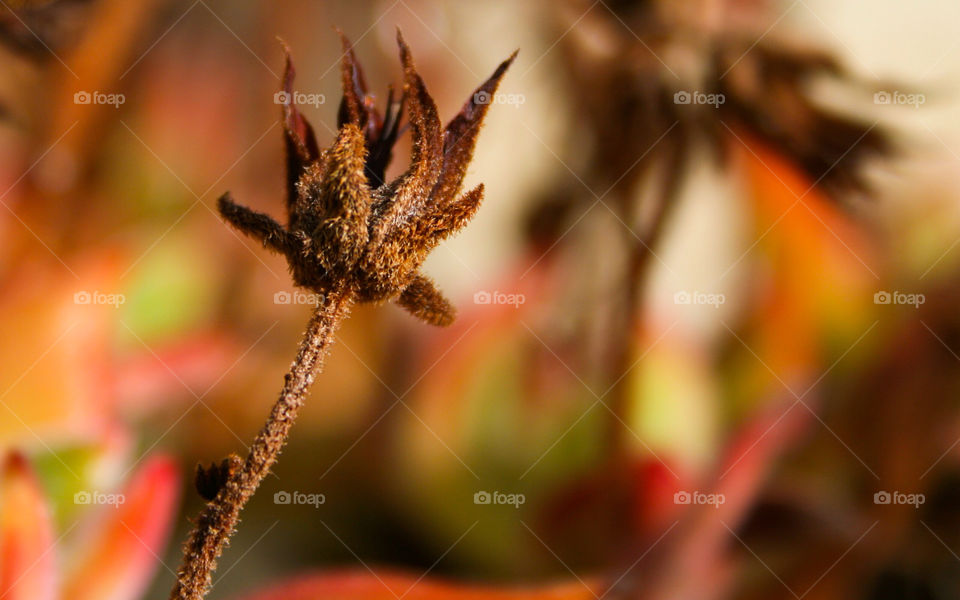 flower macro close blur by majamaki