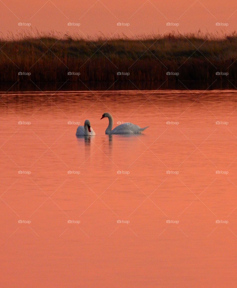 Swans in pink water