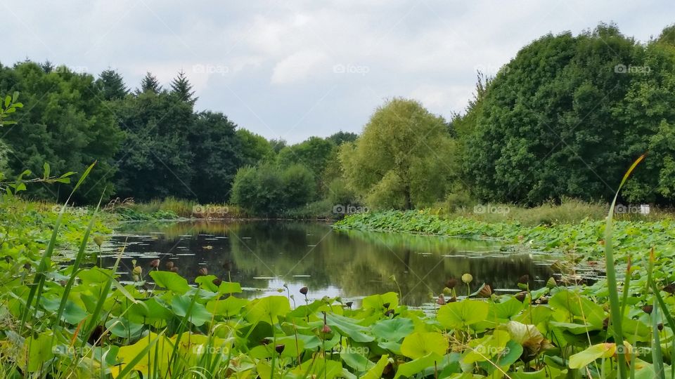 a little pond inside a forest