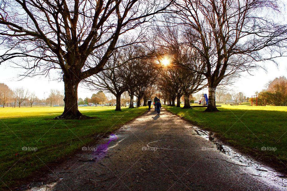 Sunlight passing through trees