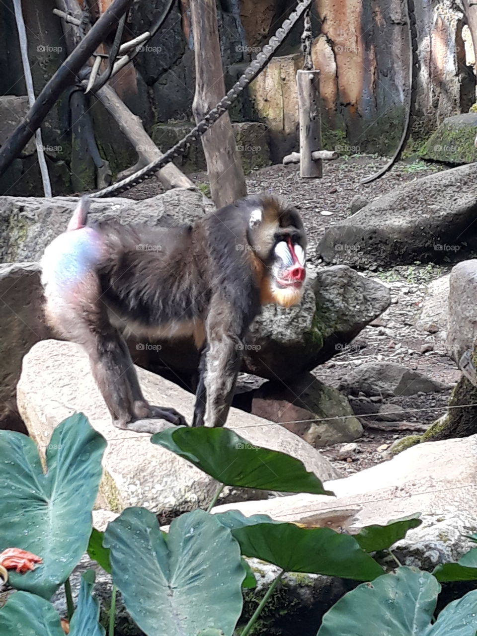 Monkey's sexy pose, when you realize someone try to capture your picture.