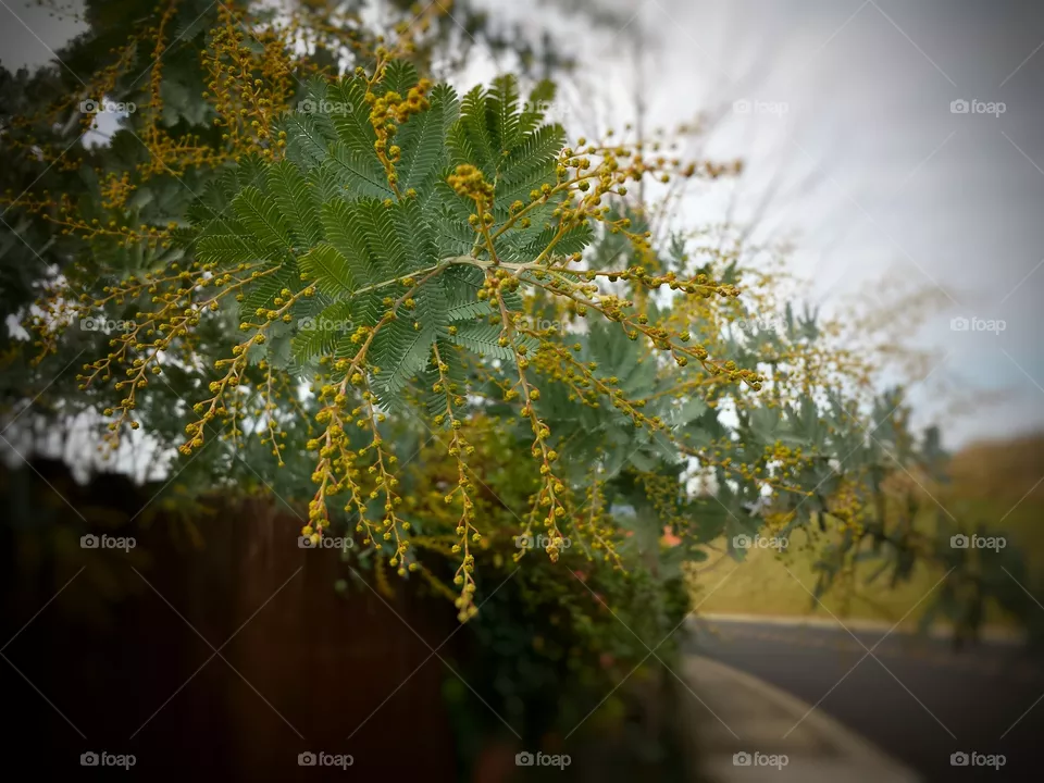 tree