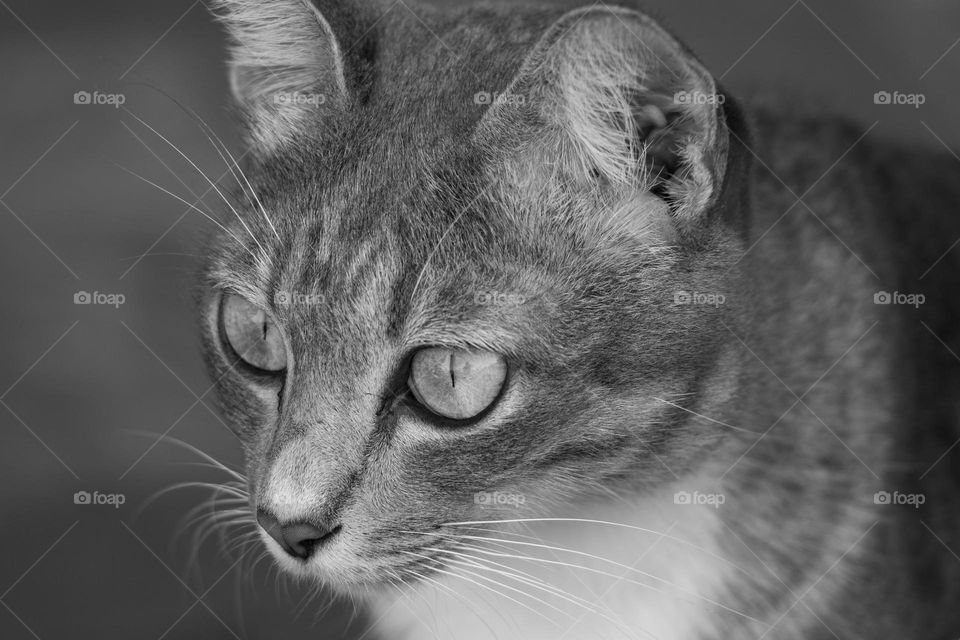 A cat with eyes wide open in Thailand