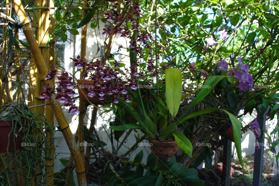 A beautiful garden in Key West, Florida