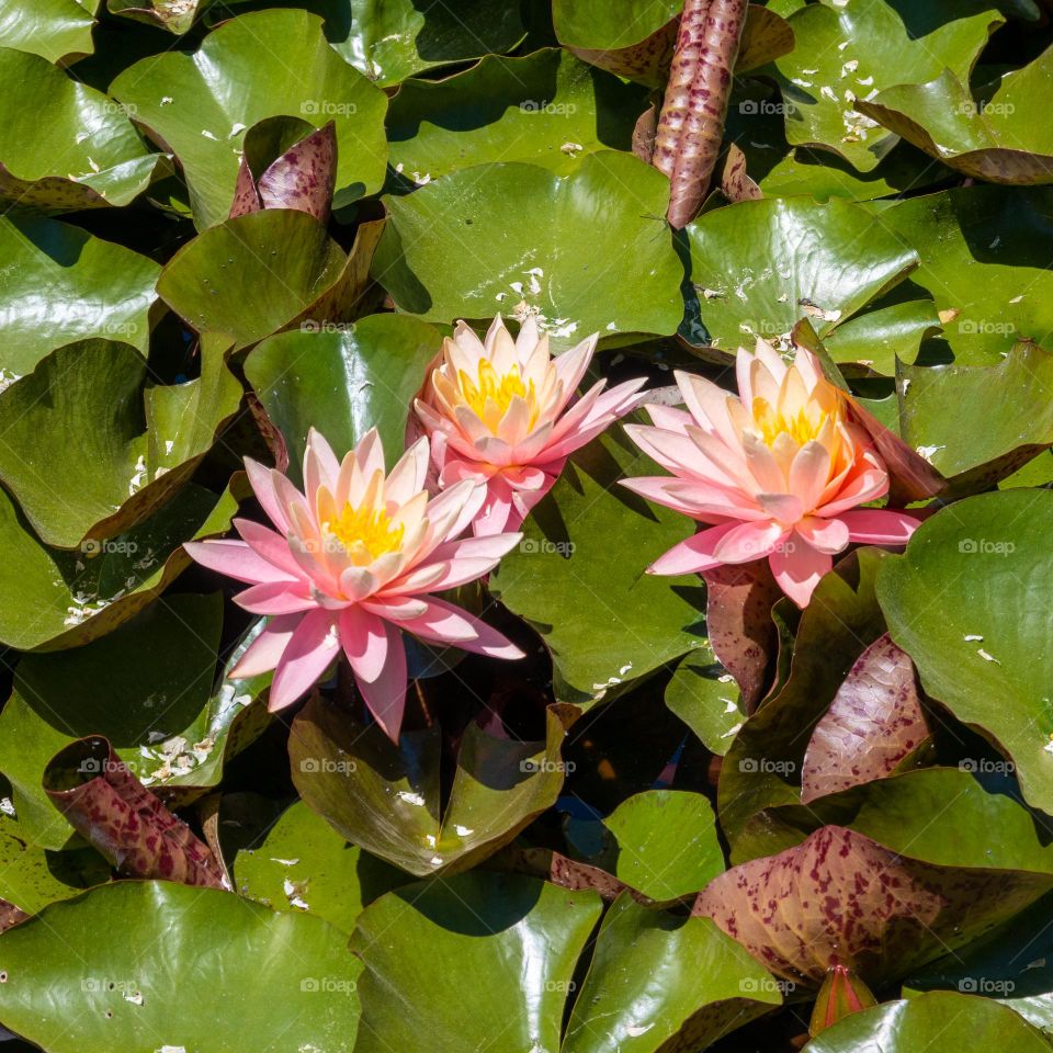 Lilly pad flowers 