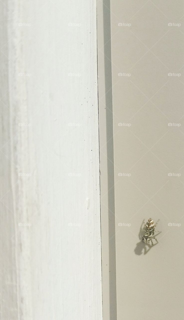 Tiny striped spider on a wall.
