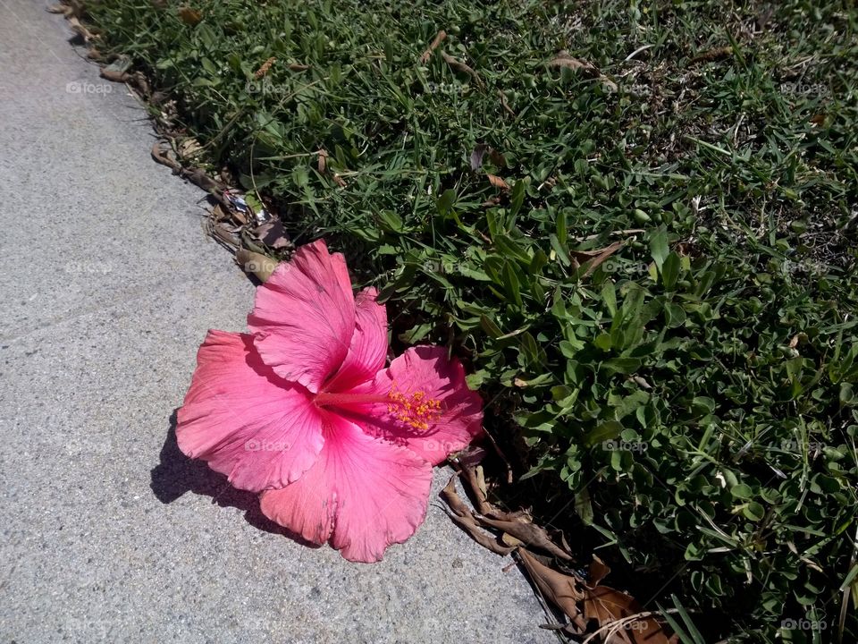 Hibiscus flower on concrete.