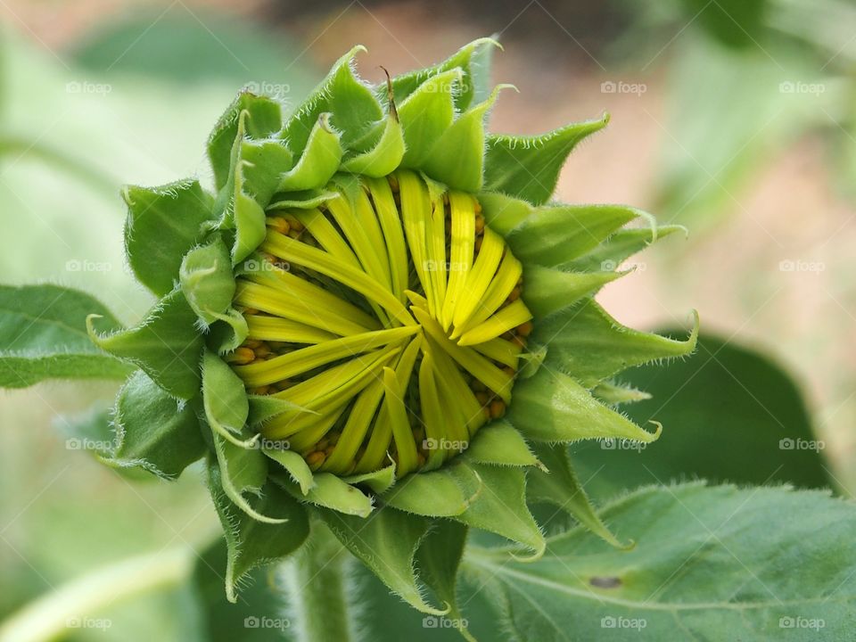 Sunflower bud growing at outdoors