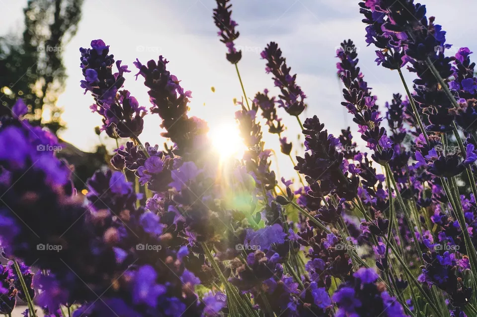 Dreamy Flowers
