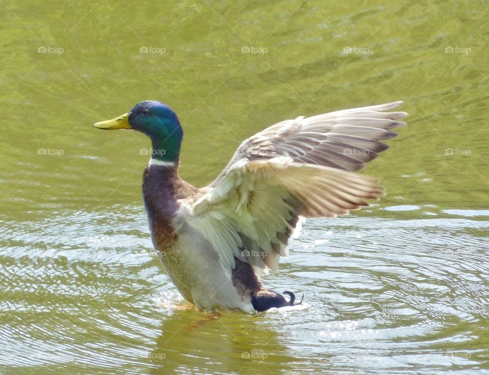 Duck flaps her wings