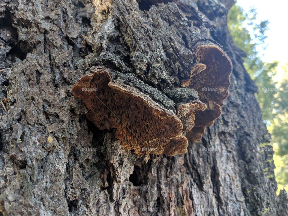 Magnificent polypores mushroom growing alongside the tree bark