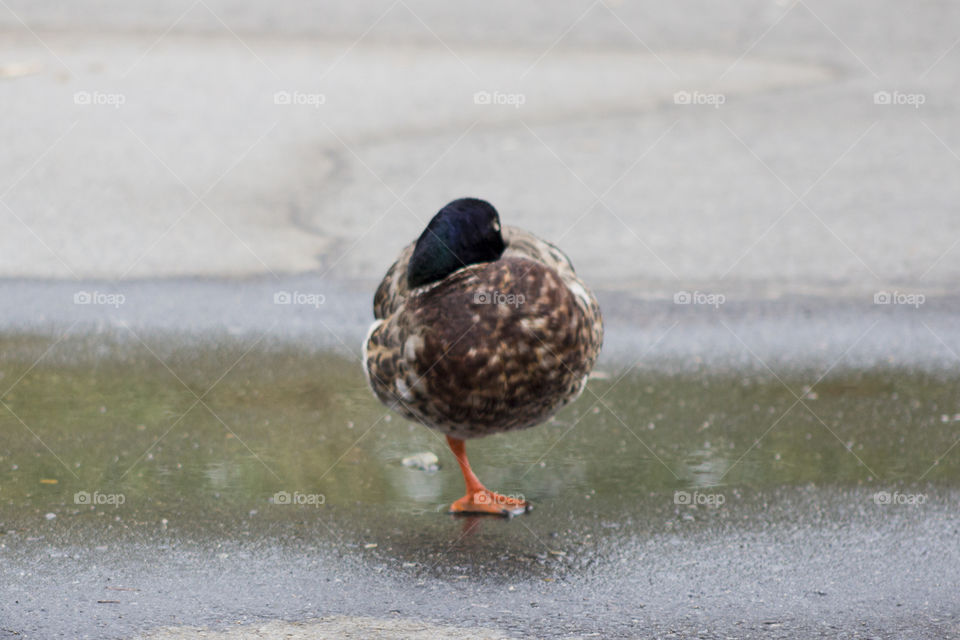 One legged duck