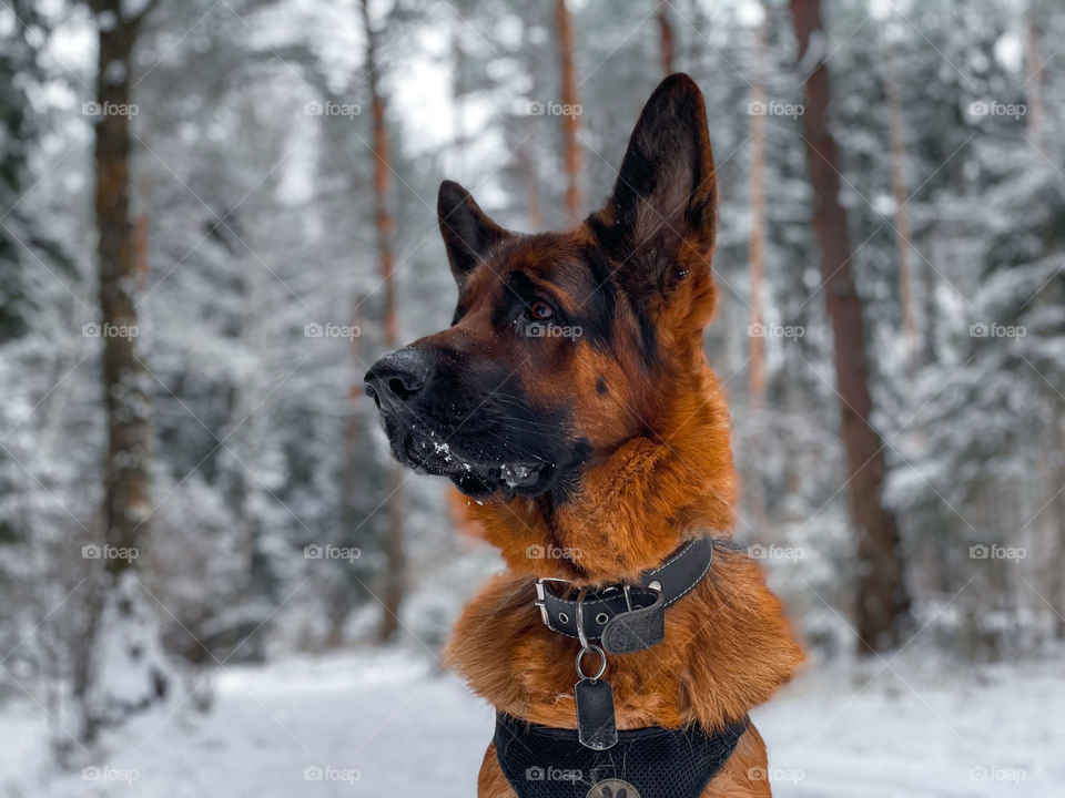 German shepherd dog in winter forest 