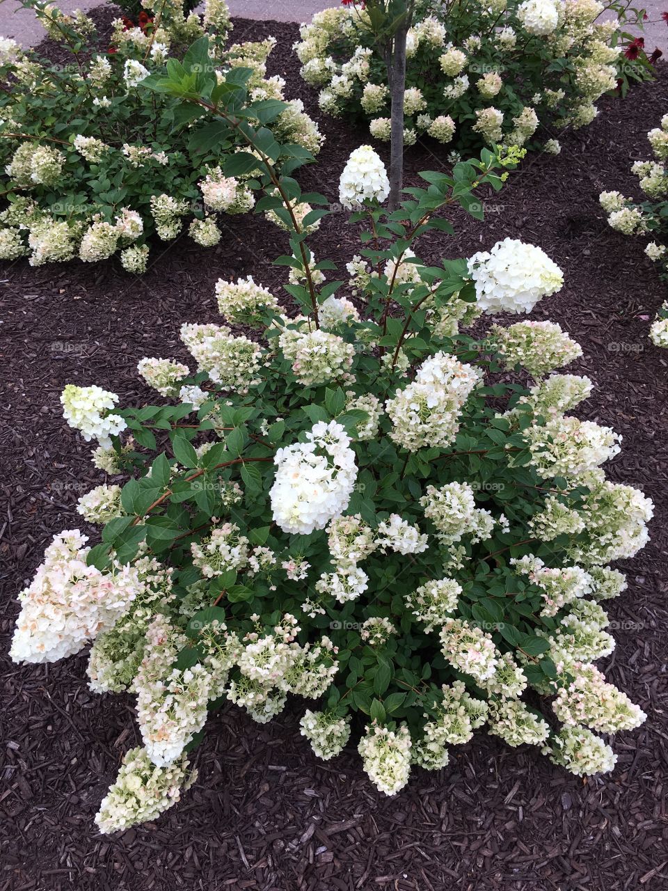 Pretty flowers