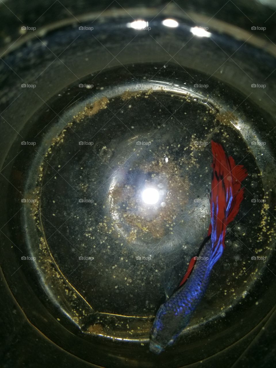 Fish in the plastic tank