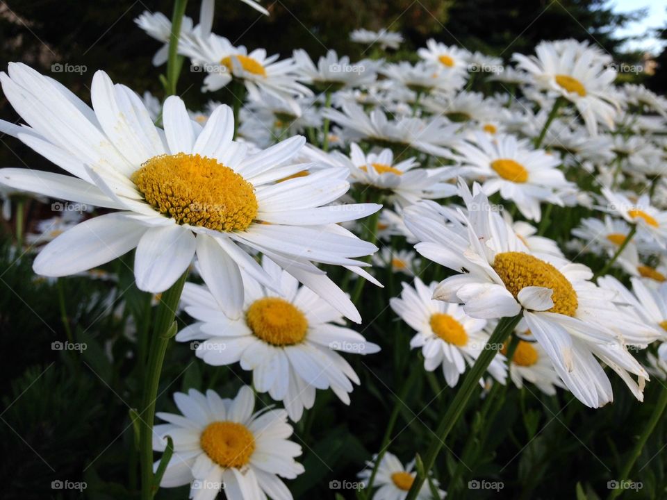 View of white daisy flowers