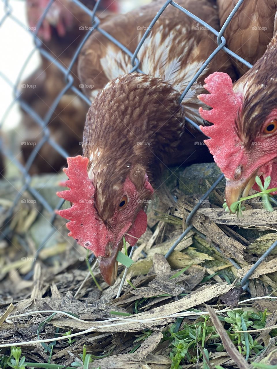 Swiss chickens eat grass in nature