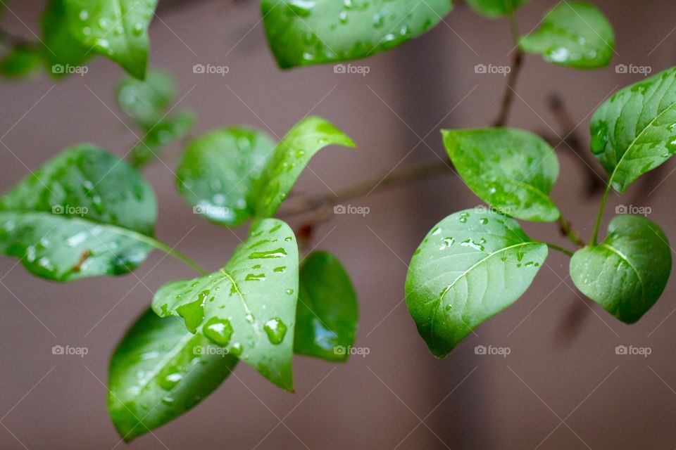 Raindrops on Lilac Leaves