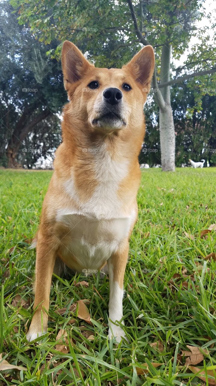 Bella Shiba Inu Sheltie mix