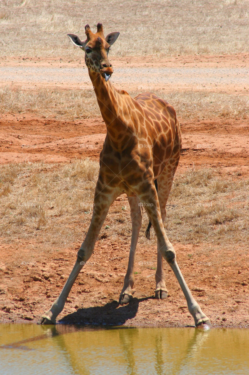 Close-up of giraffe standing near lake