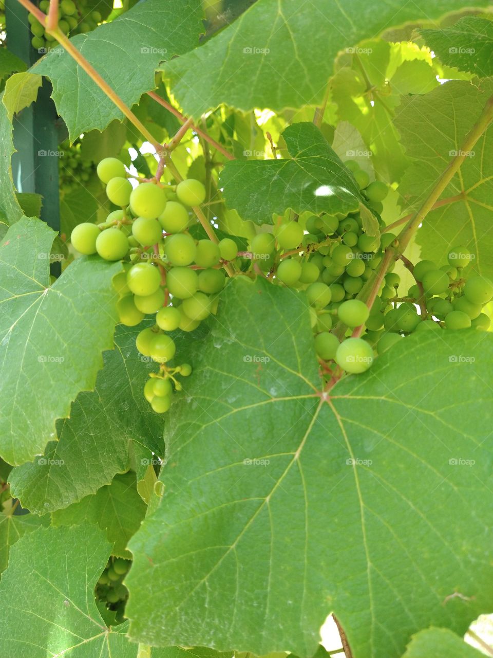 Unripe grapes