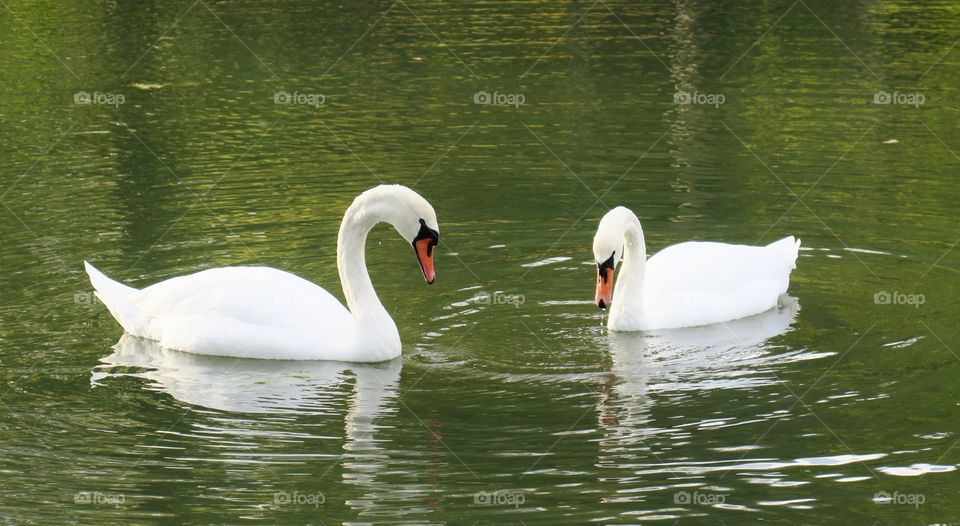 Swan couple 
