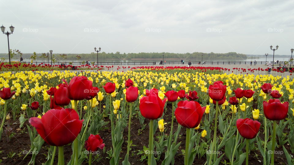 Tulips on the waterfront