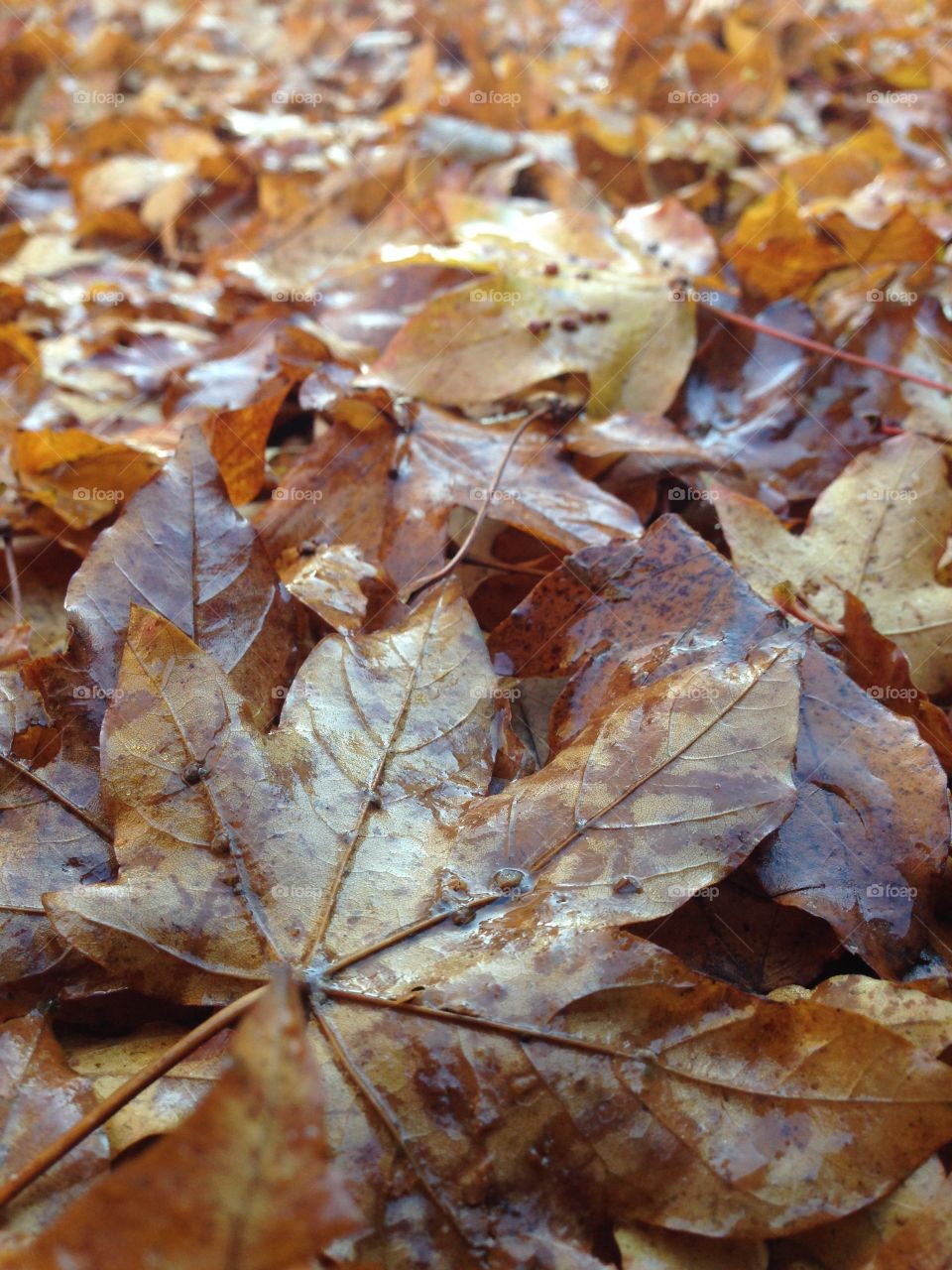 A bed of leafs