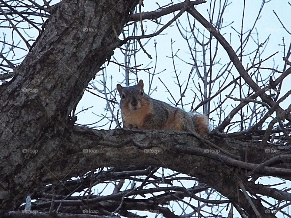Squirrel 