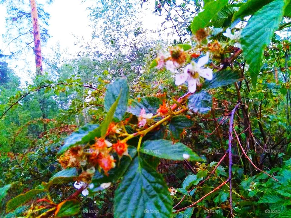 Forest pit, green leaves with rain drops