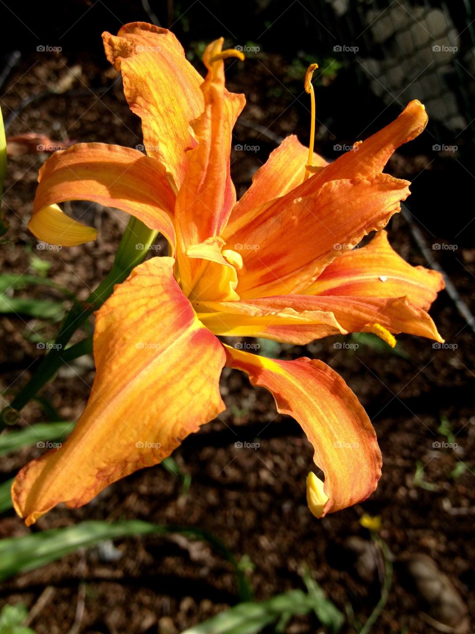 Orange Day Lily from my garden!