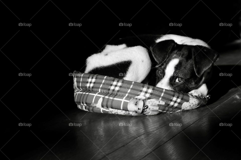 Little puppy watching from his bed