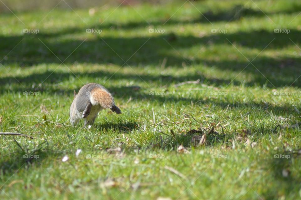 Squirrel on the run