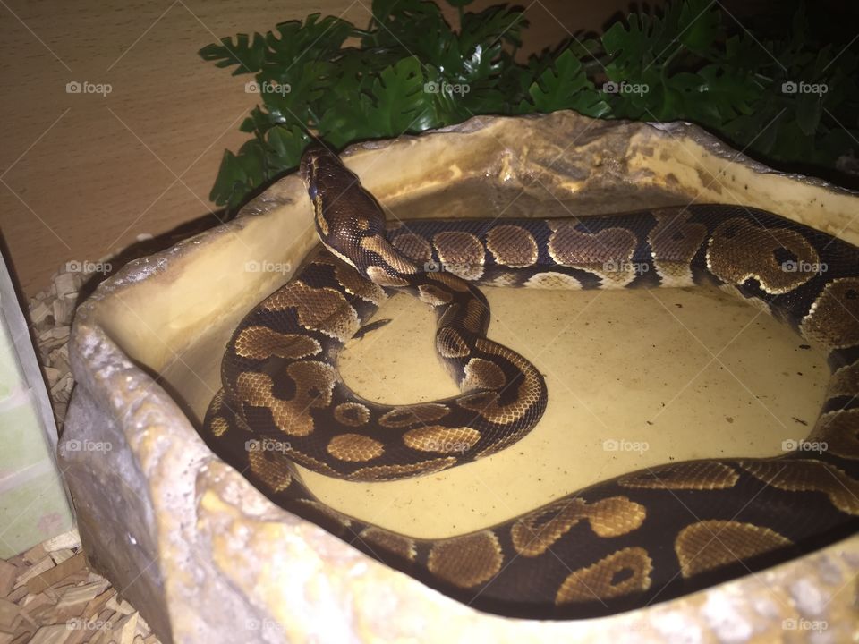Royal python
