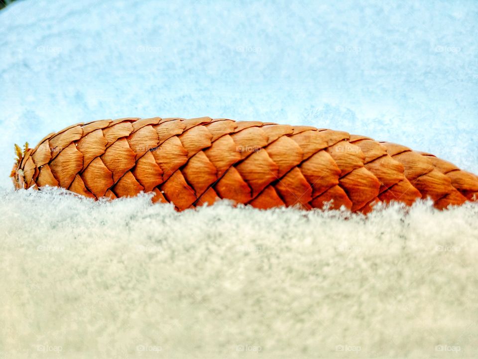 pinecone, snow