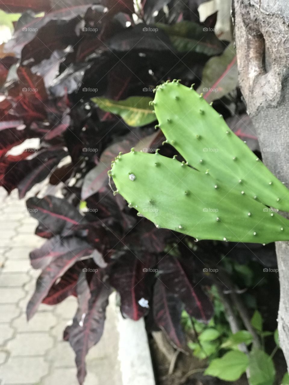 Natural cactus in an alley in Guatemala 