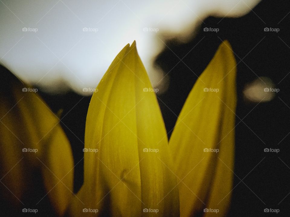 Macro photo of plant.