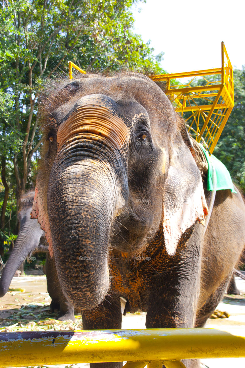 THE ELEPHANT AT NOON NOOK GARDEN PATTAYA THAILAND