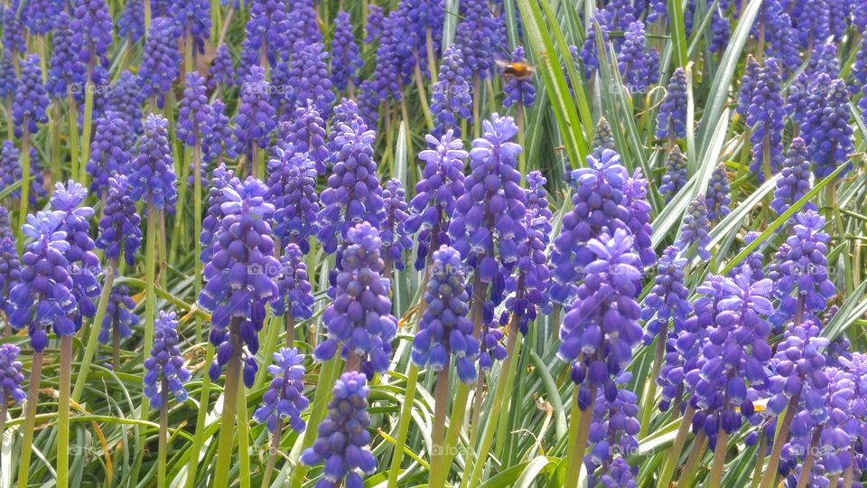 blue grape hyacinths flower in the garden in the spring