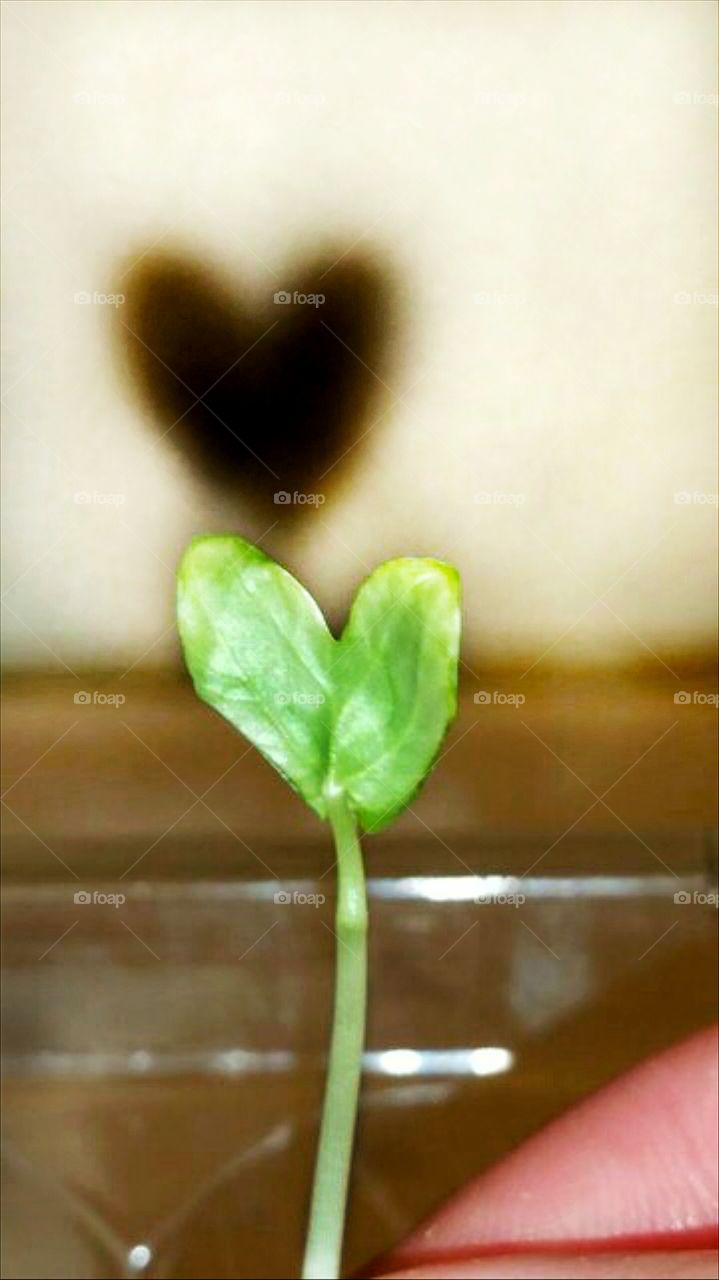 heart reflection of baby plant