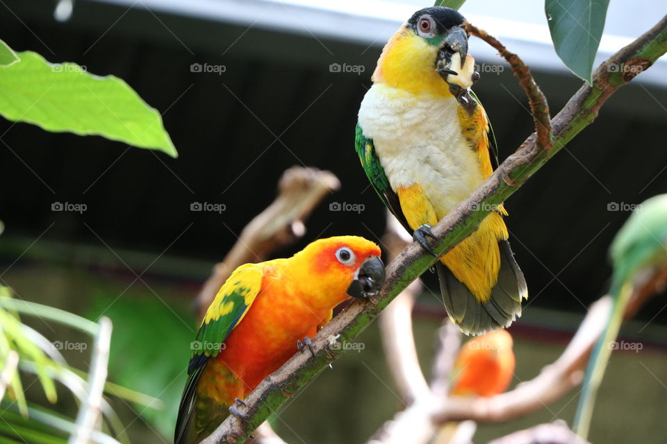 Colourful parrots