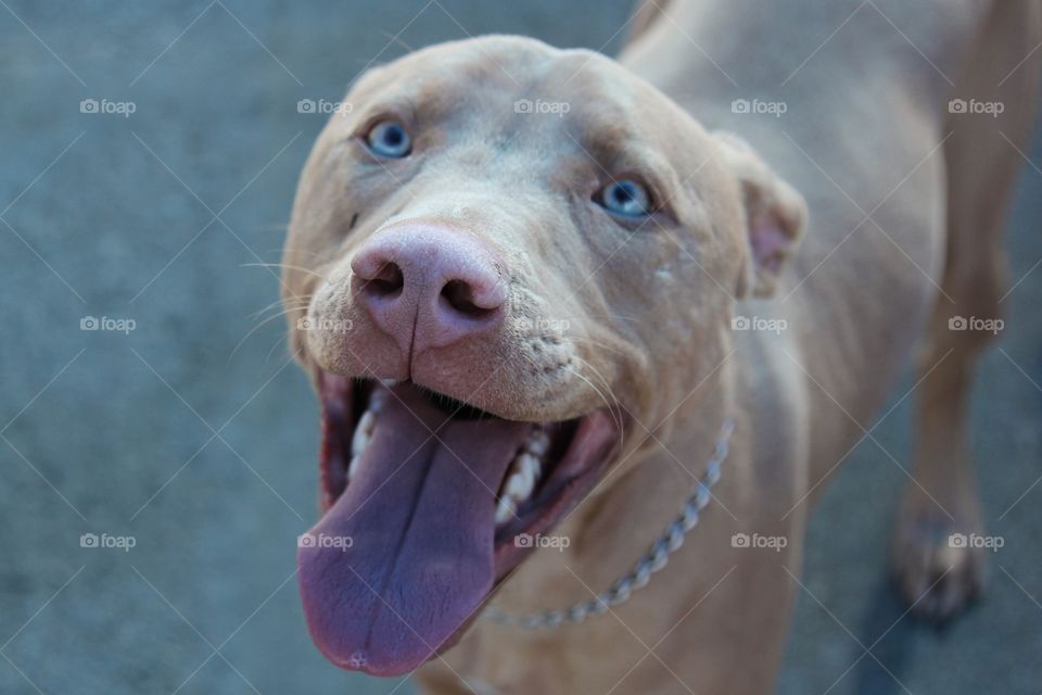 Cute, Portrait, Dog, No Person, Animal