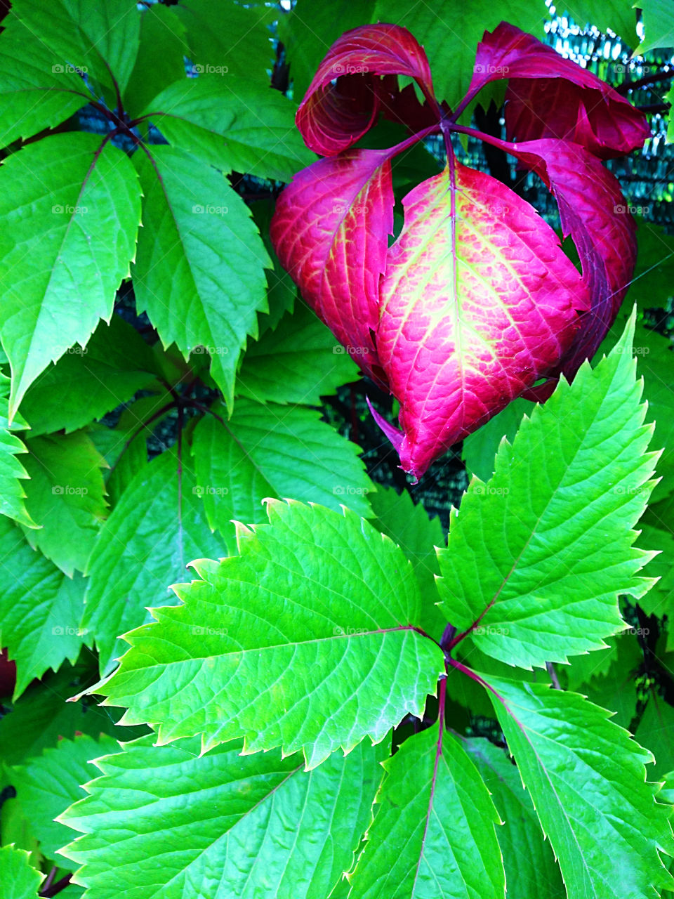 Colorful leaves 