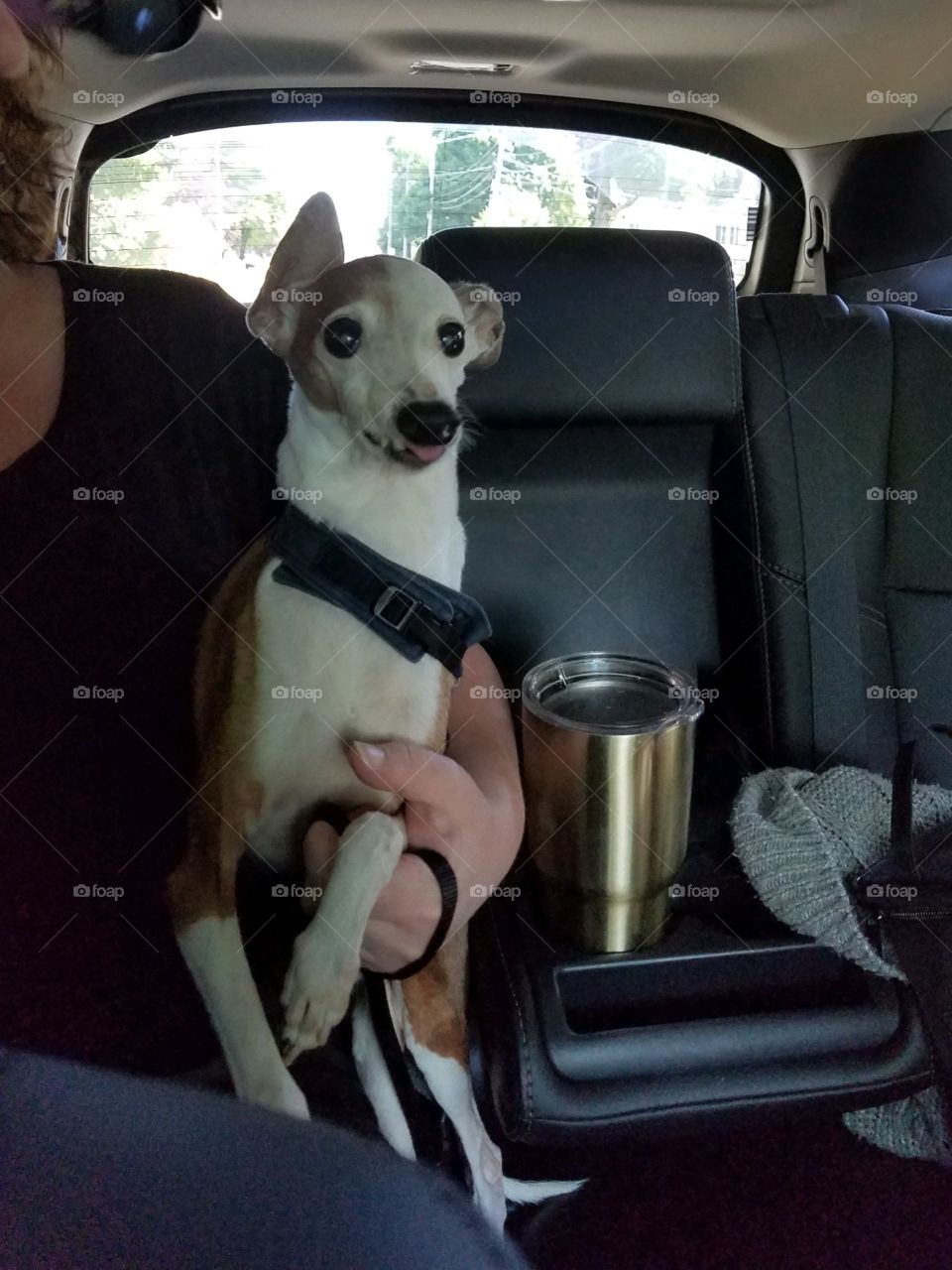 Dogs of the USA! Italian Greyhound in car!