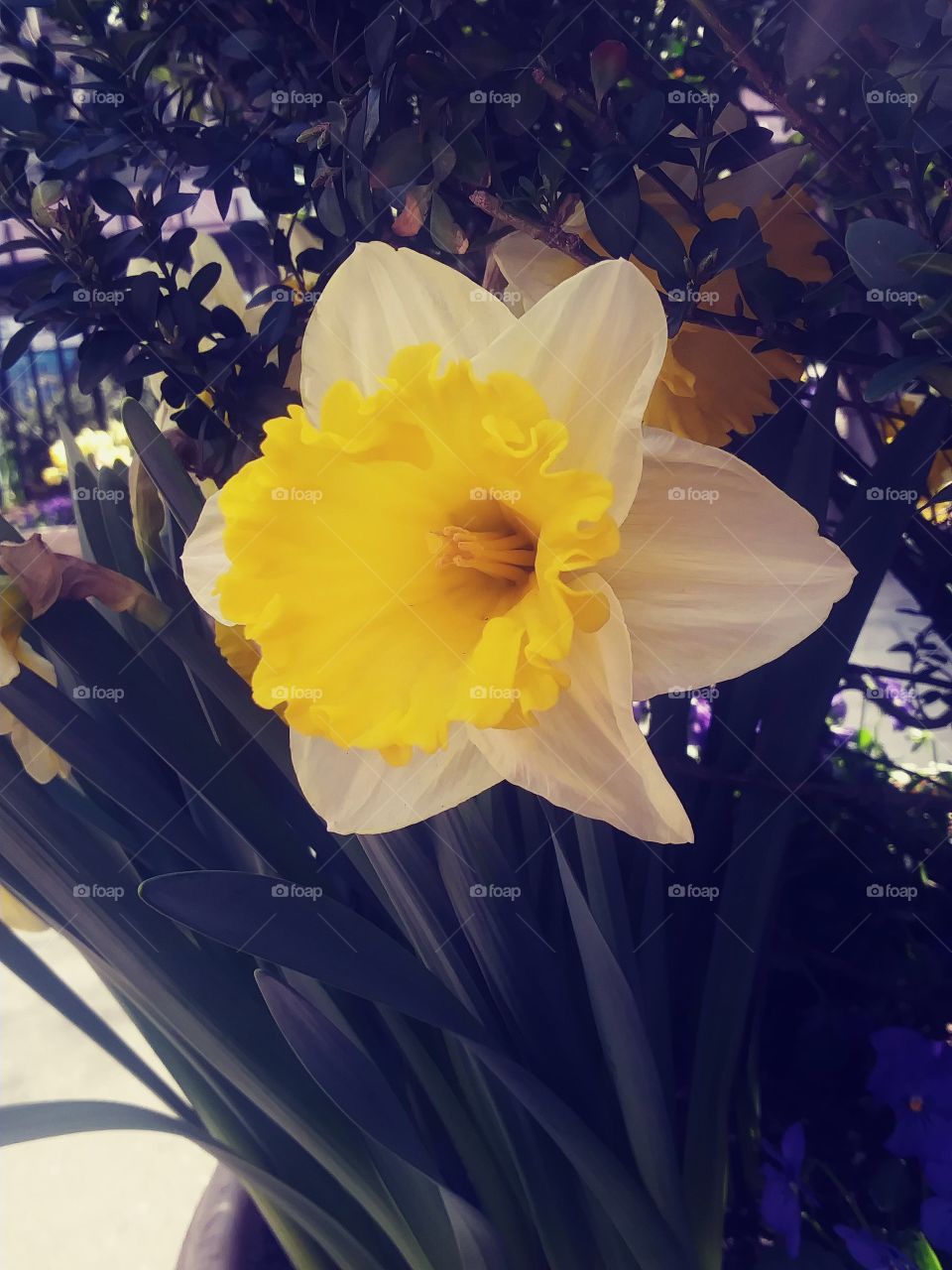 Daffodil in all splendor