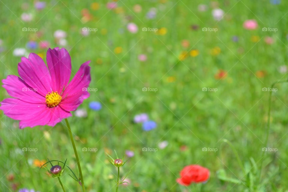 windy wildflower meadow