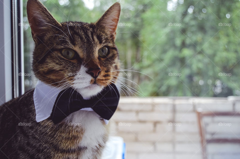 The cat is intelligent