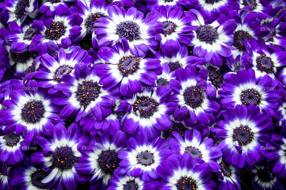 Bright purple mums