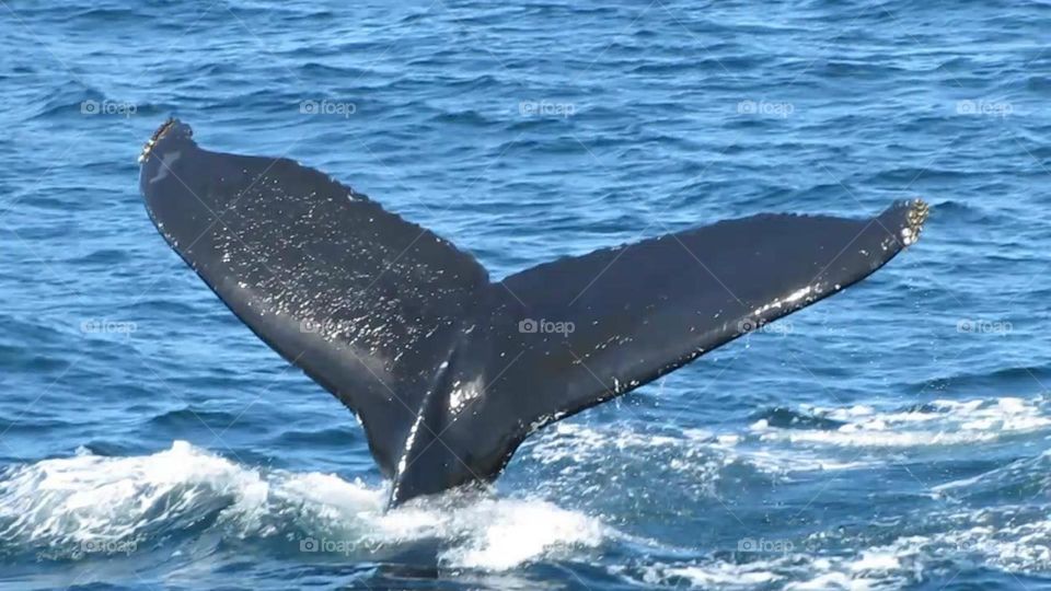 Whale's Tail