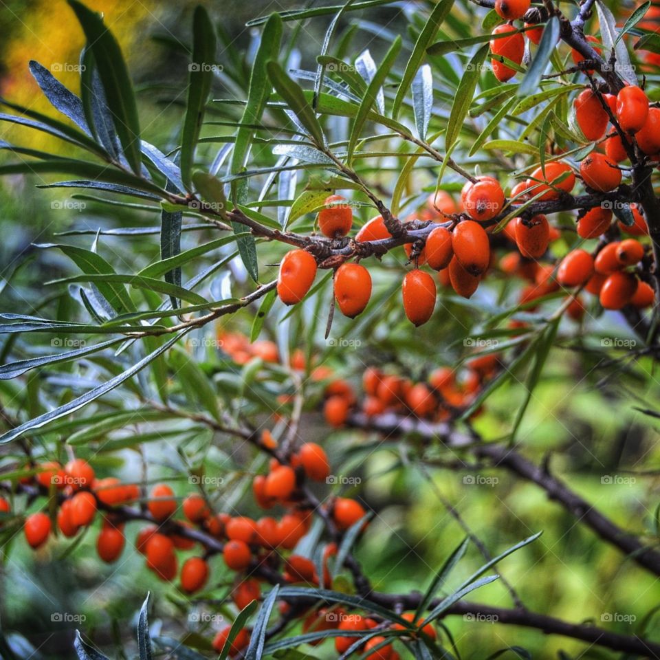 Berries